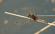 Yellow-spotted Whiteface (Male, Leucorrhinia pectoralis)